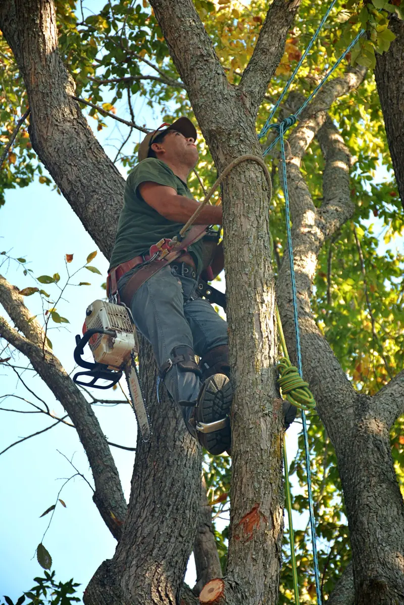 Tree service work
